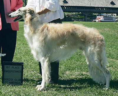 2009 Puppy Sweepstakes Dog, 15 months and under 18 - 1st