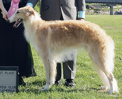 2009 Puppy Sweepstakes Dog, 15 months and under 18 - 4th