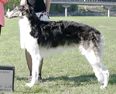 2009 Puppy Sweepstakes Dog, 6 months and under 9 - 4th