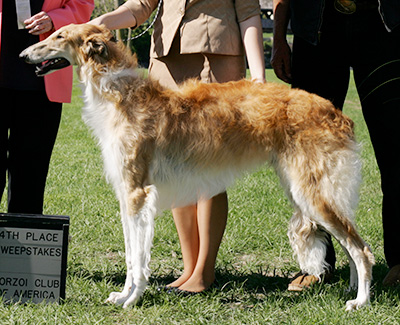 2009 Futurity Dog, 9 months and under 12 - 3rd