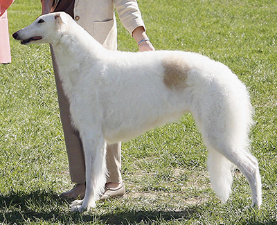 2009 Veteran Sweepstakes Bitch, 9 months and under 12 - 1st