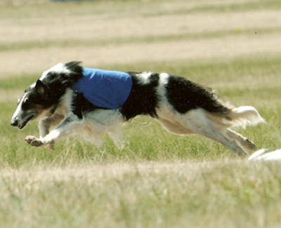 2010 AKC Lure Coursing Veteran 1st