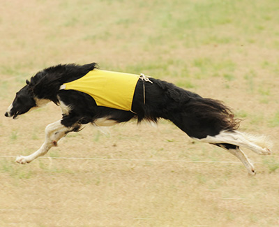 2010 ASFA Lure Coursing Field Champion 4th