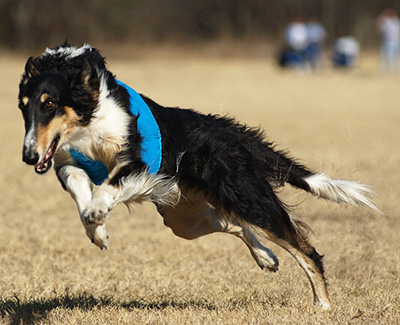 2010 ASFA Lure Coursing Veteran 1st