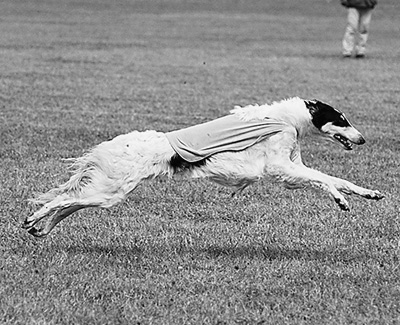 2010 ASFA Lure Coursing Veteran 2nd