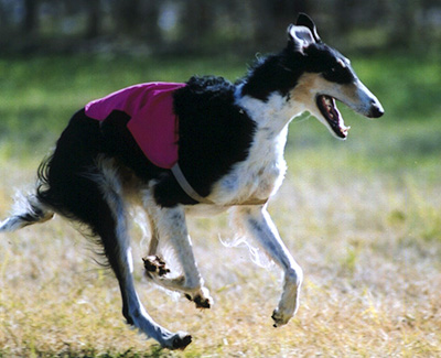 2010 ASFA Lure Coursing Veteran 3rd