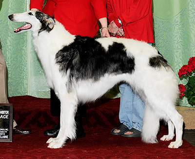 2010 Bitch, Bred by Exhibitor - 2nd