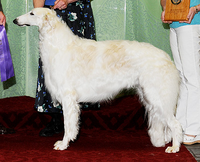 2010 Dog, Bred by Exhibitor - 1st