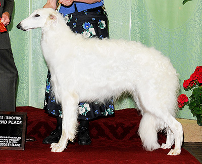 2010 Dog, 12 months and under 18 - 2nd
