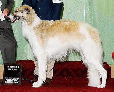 2010 Dog, 12 months and under 18 - 4th