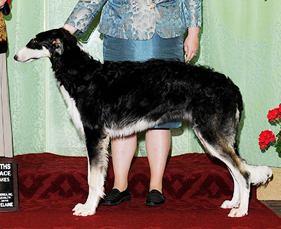 2010 Dog, 6 months and under 9 - 3rd