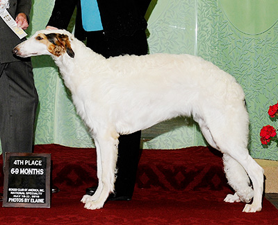 2010 Futurity Dog, 6 months and under 9 - 4th
