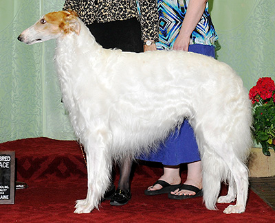 2010 Dog, Amerian Bred - 1st