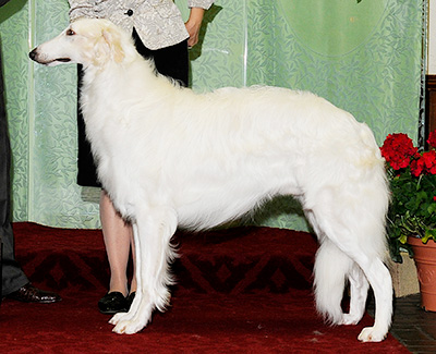 2010 Dog, Amerian Bred - 2nd