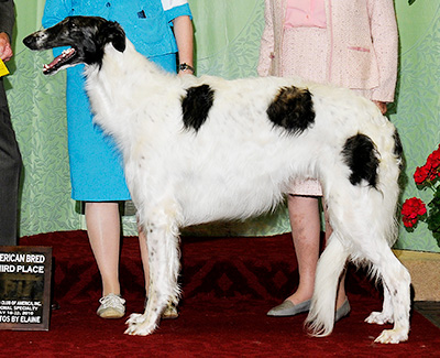 2010 Dog, Amerian Bred - 3rd