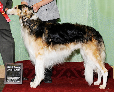 2010 Dog, Bred by Exhibitor - 2nd