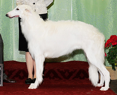 2010 Dog, Bred by Exhibitor - 4th