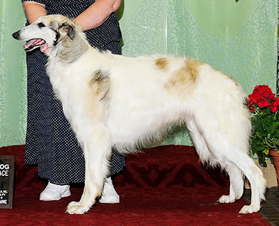 2010 Dog, Open - 1st