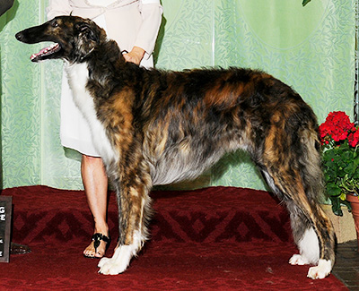 2010 Futurity Dog, 18 months and under 21 - 4th