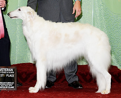 2010 Veteran Sweepstakes Dog, 10 years and over - 1st
