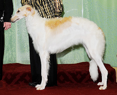 2010 Futurity Bitch, 6 months and under 9 - 3rd