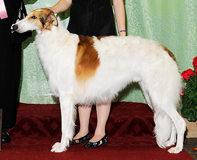 2010 Futurity Dog, 12 months and under 15 - 1st