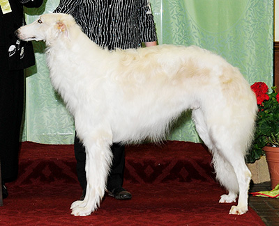 2010 Futurity Dog, 15 months and under 18 - 3rd