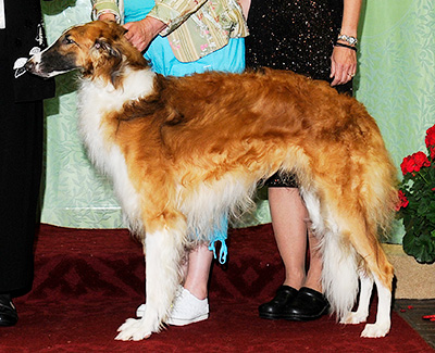 2010 Futurity Dog, 15 months and under 18 - 4th