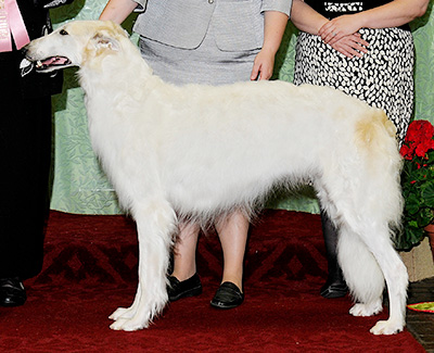 2010 Futurity Dog, 18 months and under 21 - 1st