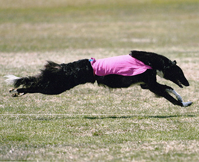 2010 AKC Lure Coursing Special 2nd