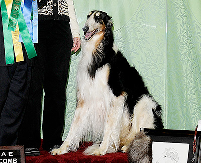 2010 Obedience Award of Merit