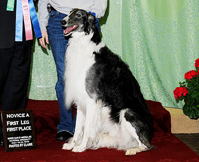 2010 Obedience Novice Class 'A' - 1st