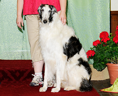 2010 Obedience Open Class 'A' - 1st