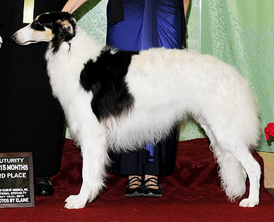 2010 Futurity Dog, 12 months and under 15 - 3rd