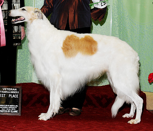 2010 Veteran Sweepstakes Dog, 7 years and under 8 - 1st