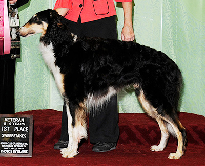 2010 Veteran Sweepstakes Dog, 9 months and under 12 - 1st