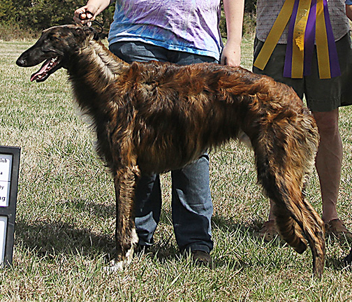 2011 ASFA Lure Coursing Best of Breed