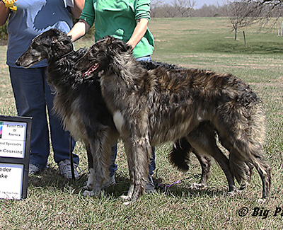 2011 ASFA Lure Coursing Veteran 1st