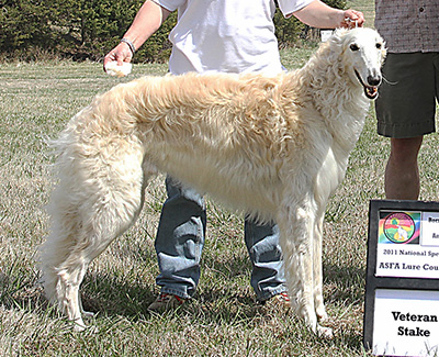 2011 ASFA Lure Coursing Veteran 2nd