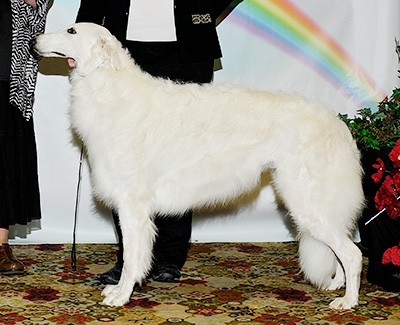 2011 Bitch, Amerian Bred - 2nd