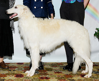 2011 Bitch, Bred by Exhibitor - 4th