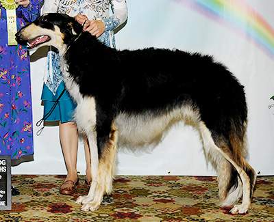 2011 Dog, 12 months and under 18 - 3rd