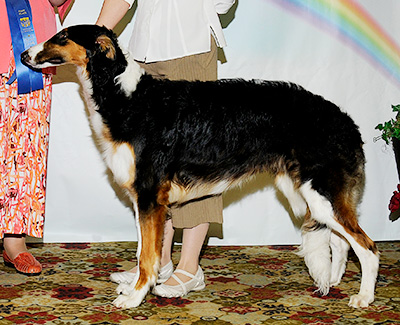 2011 Dog, 6 months and under 9 - 1st
