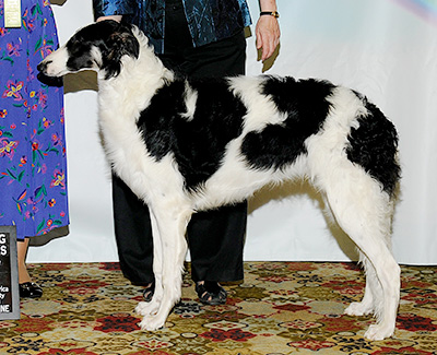 2011 Dog, 6 months and under 9 - 3rd