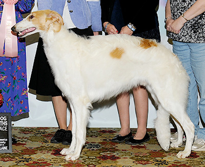 2011 Dog, 9 months and under 12 - 3rd