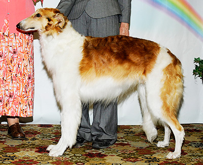 2011 Dog, Amerian Bred - 2nd