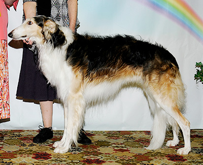 2011 Dog, Amerian Bred - 3rd