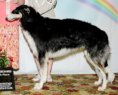 2011 Dog, Amerian Bred - 4th