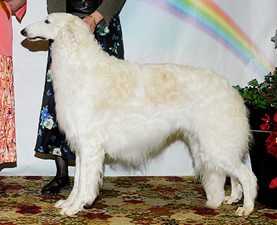 2011 Dog, Bred by Exhibitor - 3rd