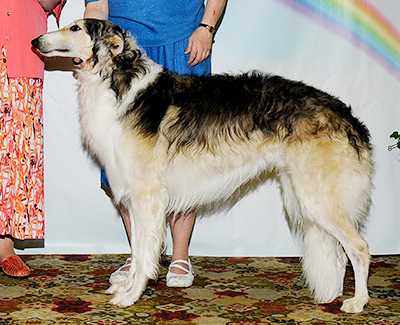 2011 Futurity Dog, 18 months and under 21 - 3rd